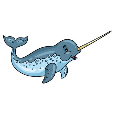 770 Narwhal Pic Backgrounds Illustrations Royalty Free Vector