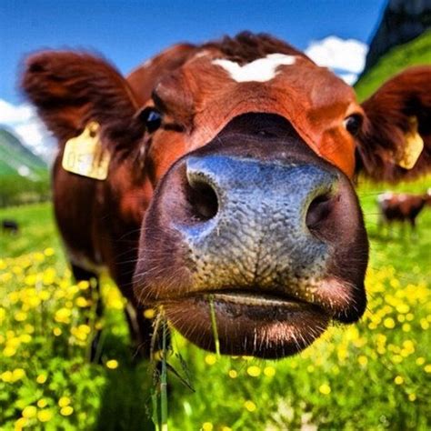 Cow nose | Animal close up, Animal noses, Big eyed animals