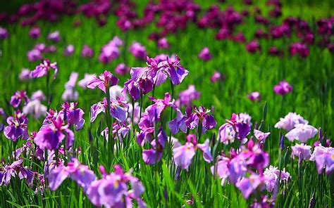 Irises Vara Green Purple Summer Flower Pink Field Iris Hd