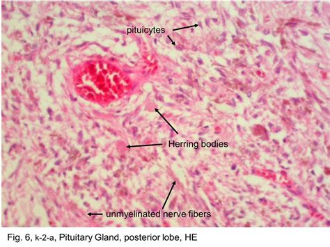Block9fig 6 K 2 A Pituitary Gland Posterior Lobe He