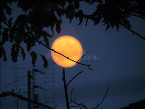 Moon In A Midnight Sky Stock Photo Image Of Nature Branch 91666442