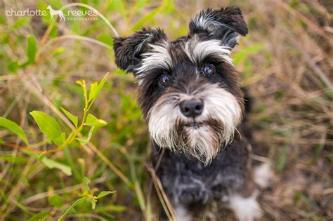 Deluxe Session Heidi Millie The Miniature Schnauzers On The Gold