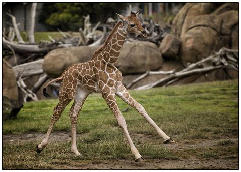 500px Iso Giraffe Photos Of Cute Babies Giraffe Pictures