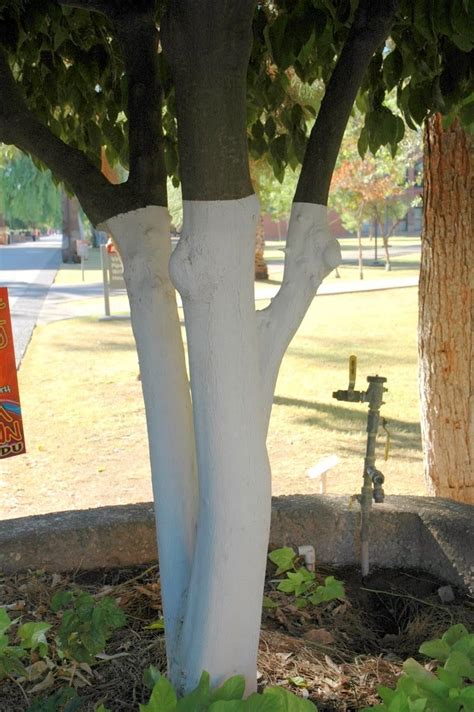 Maybe you would like to learn more about one of these? Citrus Trees Need Sunscreen to Prevent Sunburn ...