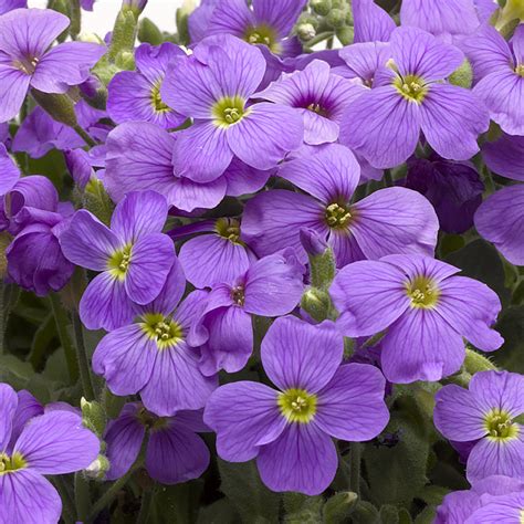 Plantsman andy mcindoe chooses a this is the winter and early spring flowering hardy cyclamen with petite brave blooms and leaves like tiny his latest book, the creative shrub garden is published by timber press in the uk and us. Breeders Seeds Ltd - Perennials - Aubrieta - Audrey F1