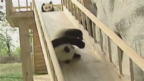 Panda Cubs Playing On A Slide Cause Panda Monium Itv News