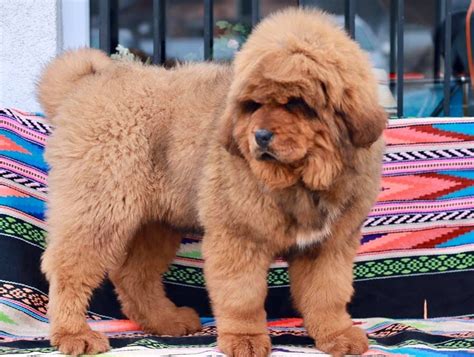 Tibetan Mastiff For Sale Tibetan Mastiff For Sale Near Me Dav Pet Lovers