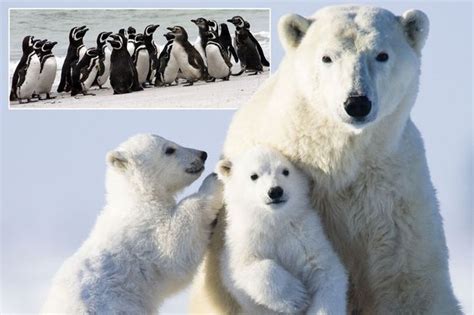 Hope For Declining Polar Bear Population As Arctic Photographer