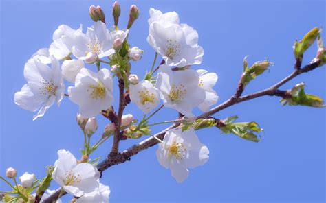 File apple tree flowers west virginia forestwander. Tree in the beautiful spring flowers wallpapers and images ...
