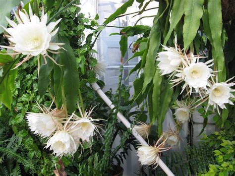A J Rahn Greenhouses Night Blooming Cereus Angel Trumpet Plant
