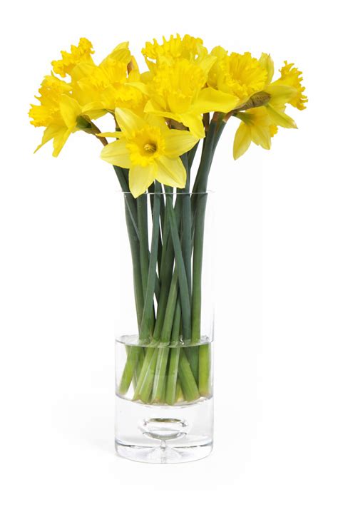 How to care for your flowers. Daffodils In Vase Free Stock Photo - Public Domain Pictures