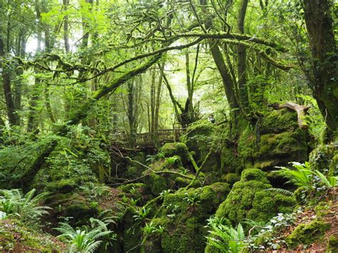 Top Spectacular Natural Landmarks Of The World P115 Puzzlewood The