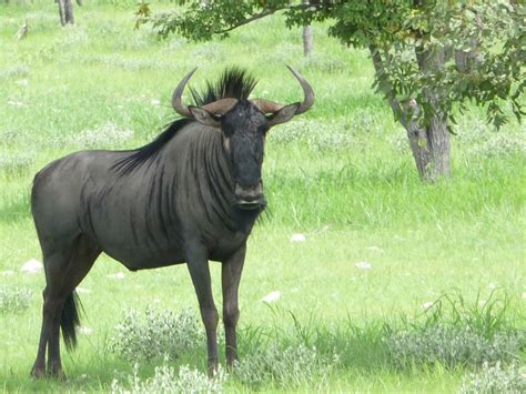 Adult Male Wildebeest Pics4learning