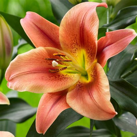 Lily Oriental Trumpet Ot Yelloween 5 Bulbs Longfield Gardens
