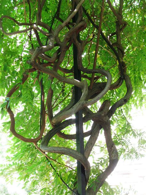 We did not find results for: tying grape vines | Enchanted tree, Tree, Grape vines