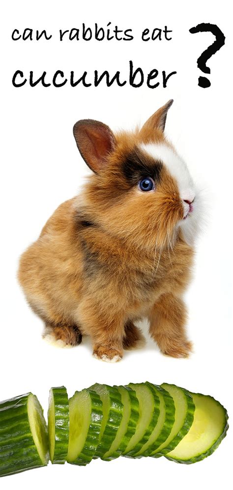 Where do rabbits like to be touched? Can Rabbits Eat Cucumber And Do Bunnies Like Cucumber Snacks?