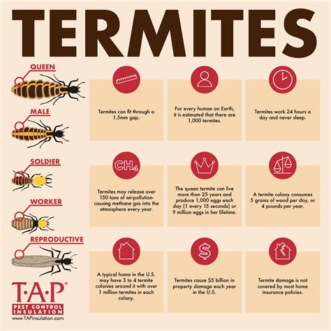 Wayne in particular has gone out of his way to be helpful and has always taken good care of us. Termite Facts - TAP® Pest Control Insulation - TAP® Pest ...