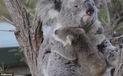 Baby Koala Filmed Giving Her Mum A Cuddle In Footage Shot At Australian