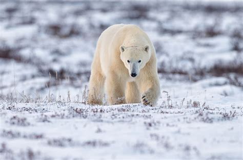Polar Bear Photo By Fred Lemire — National Geographic Your Shot Polar