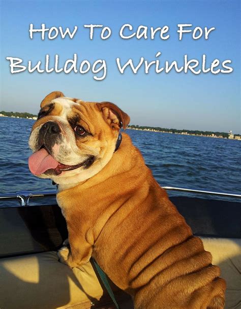Good Bulldog Wrinkle Care Is Vital American Bulldog Puppies Toy