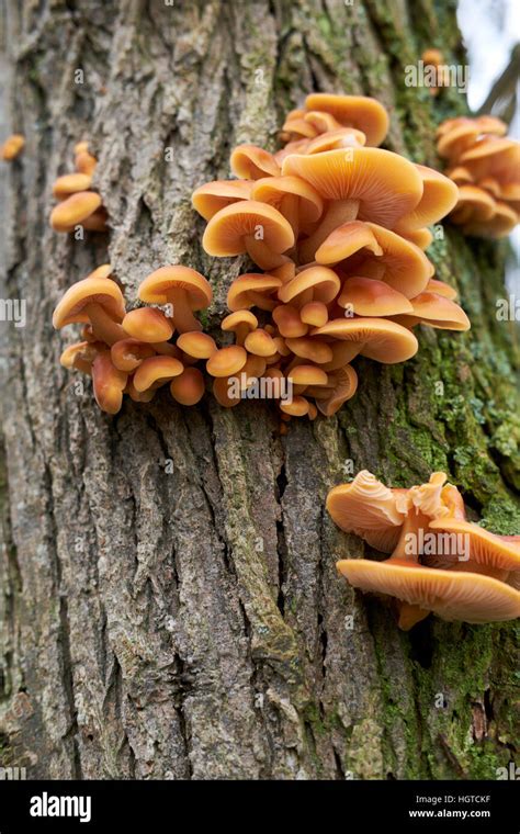 Parasitic Honey Fungus Armillaria Mellea Living On A Woodland Tree
