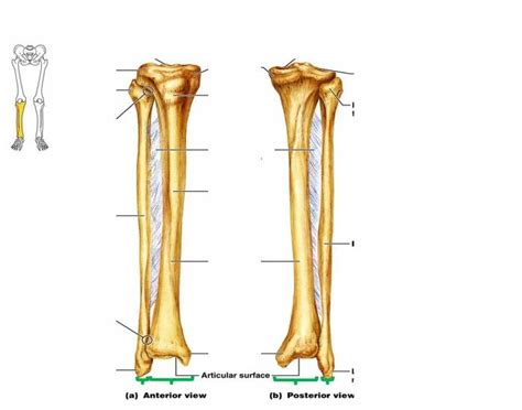 Fibula Bone Markings Diagram Quizlet