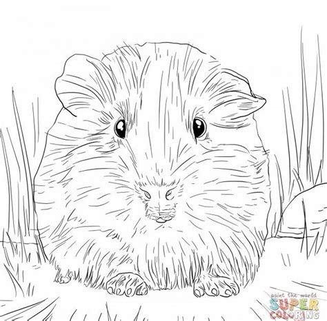Haustiere wie hunde, katzen, vögel, kaninchen oder hasen sind die besten freunde der kinder. Meerschweinchen Ausmalbilder - Guinea Pig Coloring Pages ...