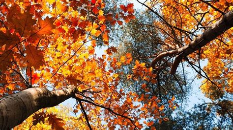 Aún no tenemos una descripción para esta fecha. ¿Cuándo empieza el Otoño 2020? ¿Qué es el equinoccio de otoño?