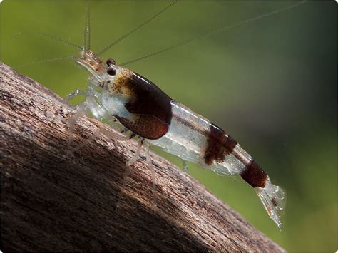 Pin by Gaby Mantwill on beautiful shrimps collection