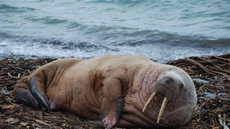 Melting Ice Leaves 35000 Walruses Stranded World News Sky News