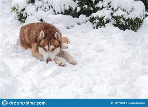 Husky Dog Lying In Snow In Winter Forest Siberian Husky Dog Put His