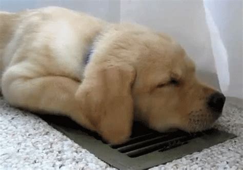 Funny Puppy GIFs Get The Best GIF On GIPHY