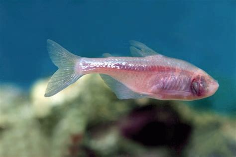 Why Are Blind Cave Fish Blind And How Do They Navigate Practical