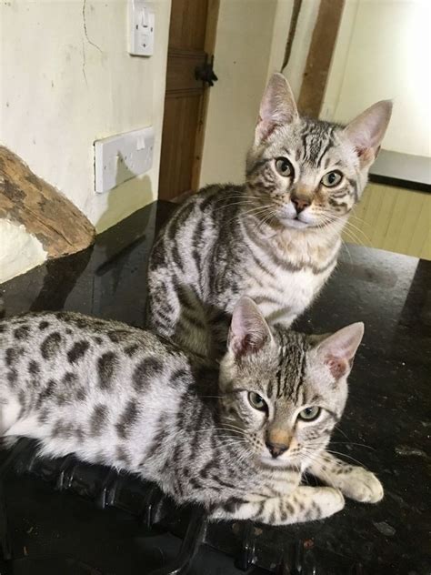 bengal kittens for sale adoption from auckland auckland classifieds new zealand
