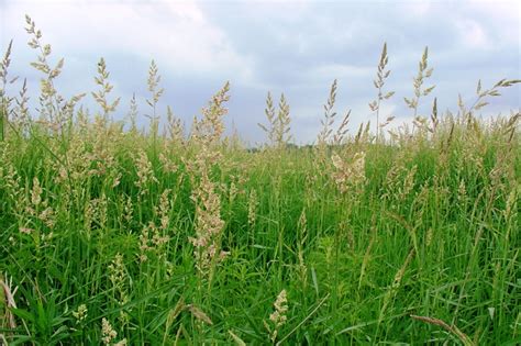 Invasive Plant Profile Reed Canary Grass Wisconsin Wetlands Association