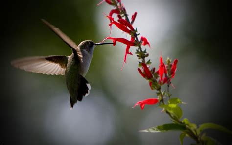 Download best hd, 4k wallpapers for desktop, mobiles, tablets in high quality hd, 1920x1080 full hd, 4k ultra uhd, 5k, 8k suhd popular resolutions. hummingbird wallpaper - HD Desktop Wallpapers | 4k HD