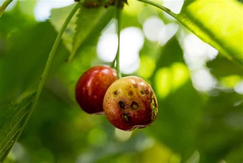 Cherry Tree Diseases And How To Prevent Them Shary Cherry