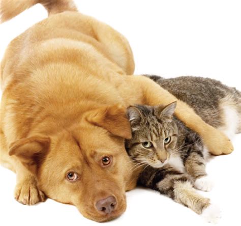 Ponder This Difference Between Dogs And Cats The