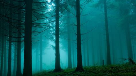 Maybe you would like to learn more about one of these? Blue Forest Wallpaper HD 25606 - Baltana