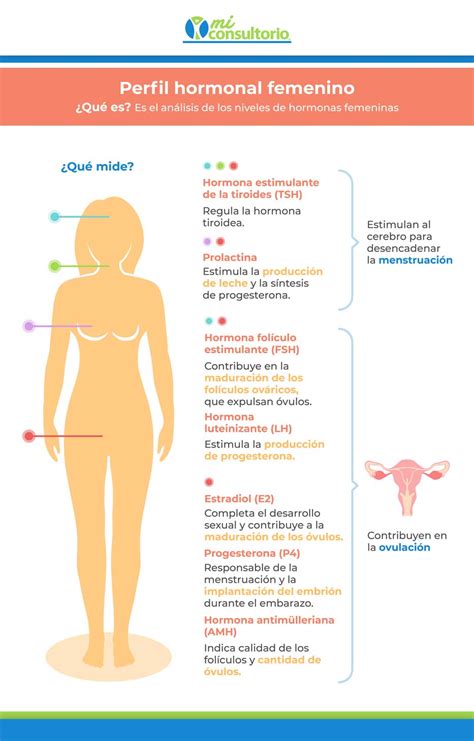 Consult Egyenl Mikroszk P Para Que Sirven Las Hormonas Sexuales A