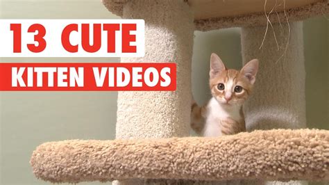 13 Cute Kittens Video Compilation 2016 Youtube