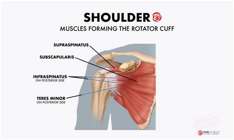 Physical Therapy To Avoid Rotator Cuff Injuries In Your Shoulder Rose