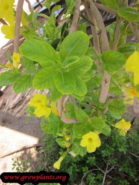 Tips for planting, growing and caring for the mandevilla plant. Yellow mandevilla - How to grow & care