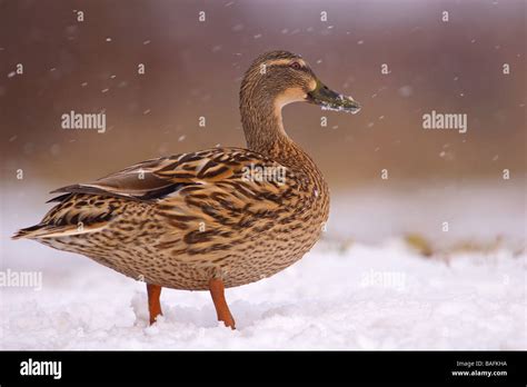 Mallard Duck In Snow North Lincolnshire United Kingdom Stock Photo Alamy