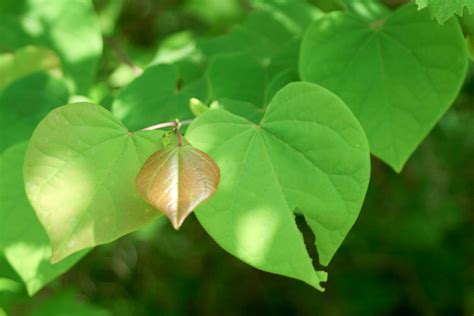 Maybe you would like to learn more about one of these? Heart Shaped Leaves