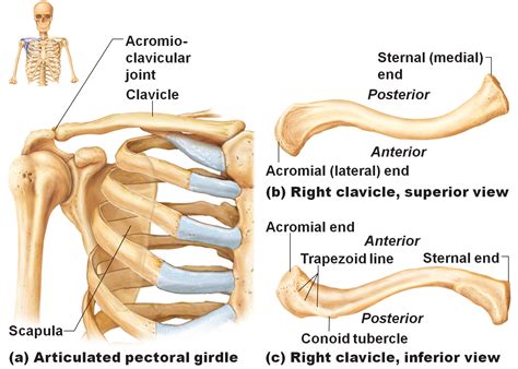 Clavicle Human Anatomy And Physiology Body Anatomy Human Bones Anatomy