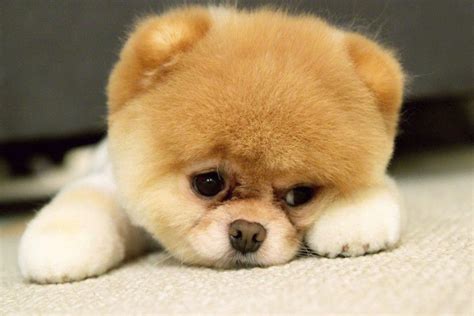 Cute Puppy Pictures Wallpaper ·① Wallpapertag