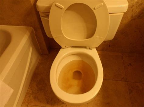 The Toilet With Brown Water Picture Of Sheraton Laval Hotel Laval