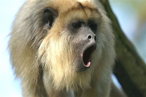 Howler Monkey Primates Photo 918688 Fanpop