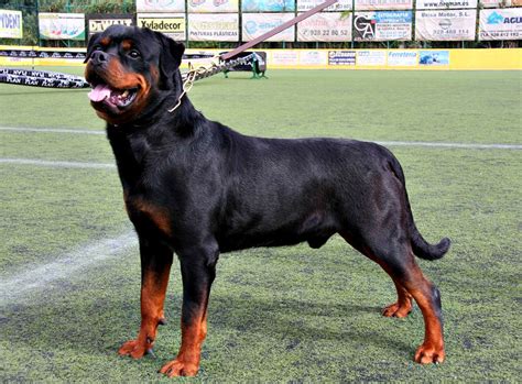 Rottweiler mix puppies hold all of the best traits of their parents, with the added benefit of including a whether you're looking for dogs that look like rottweilers or simply want a pup with a good mix of. Difference Between Boerboel and Rottweiler | Facts ...